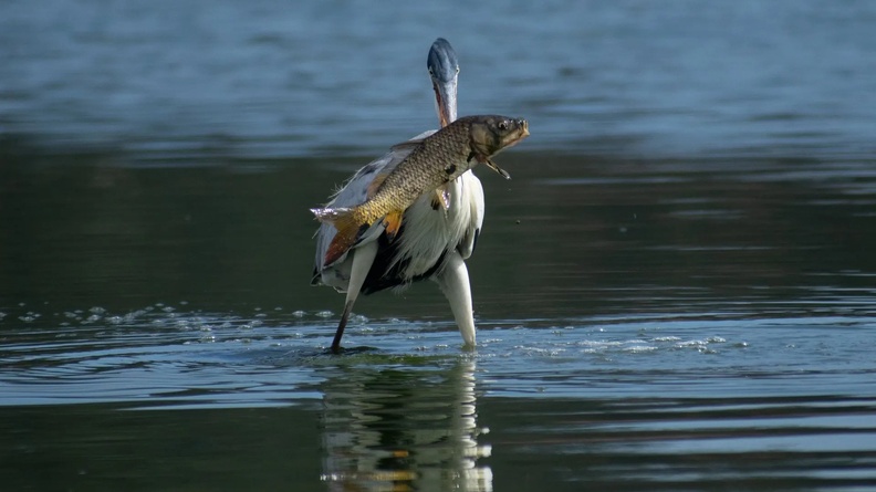Heron catches a Carp, Lake Peñuelas, Chile